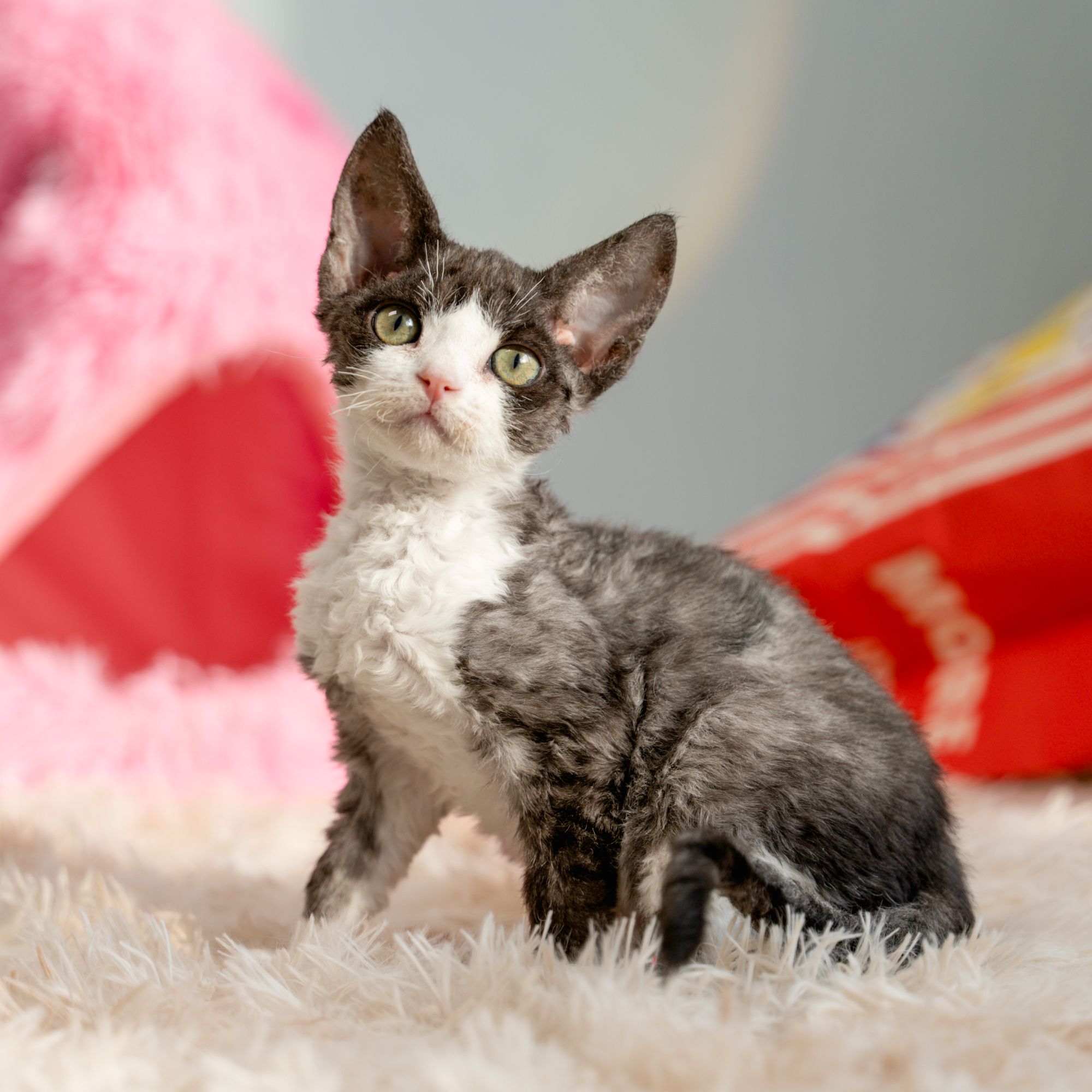 【脖子家德文】红叶 黑白开脸妹妹 活体猫猫