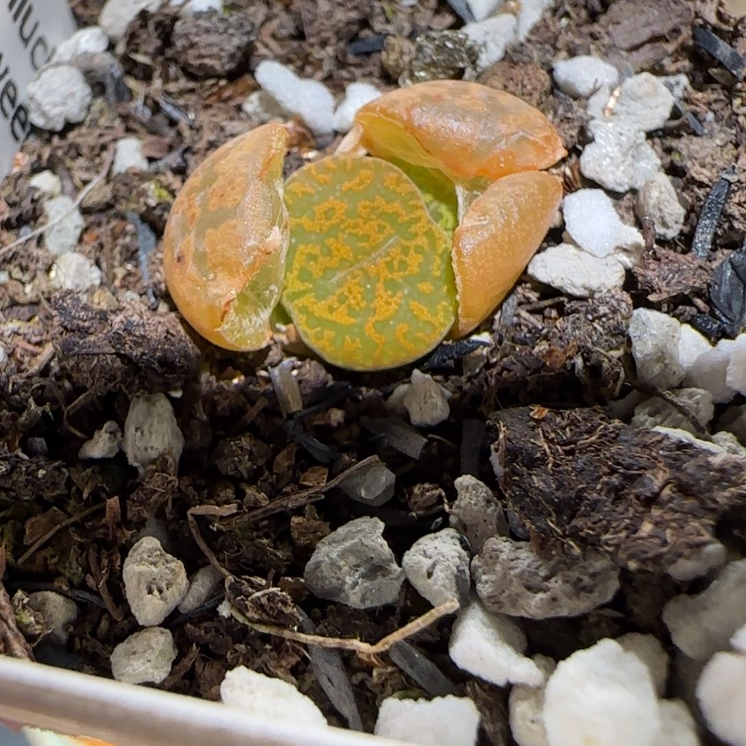 肉锥多肉植物百科-朱雀671