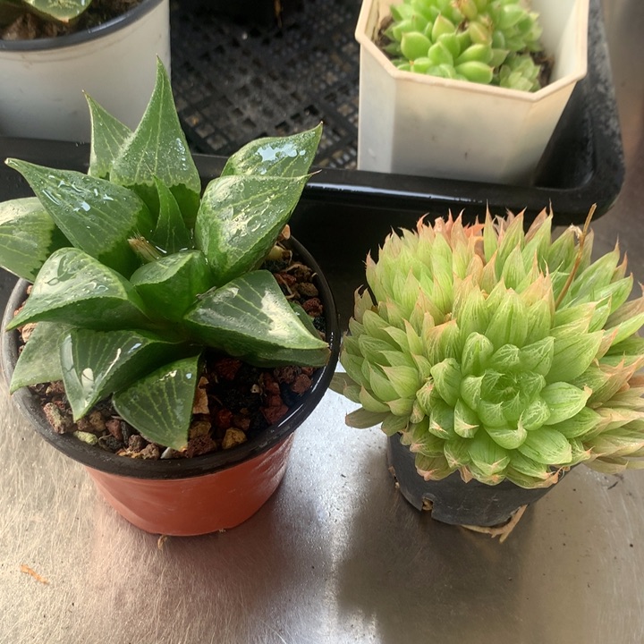 康平寿+玉女杯一物一拍