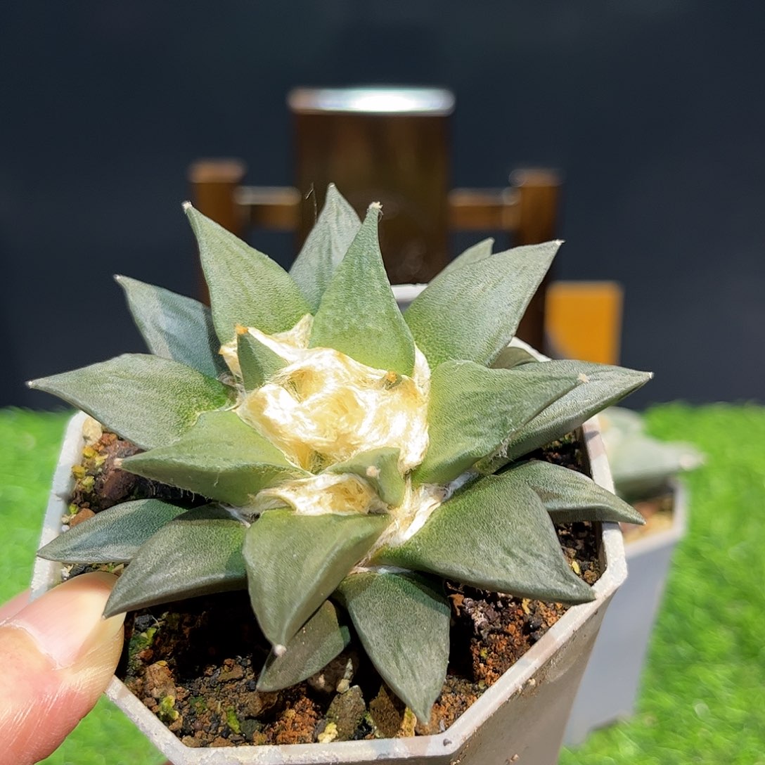 23高实生龙龙牙福利捡漏