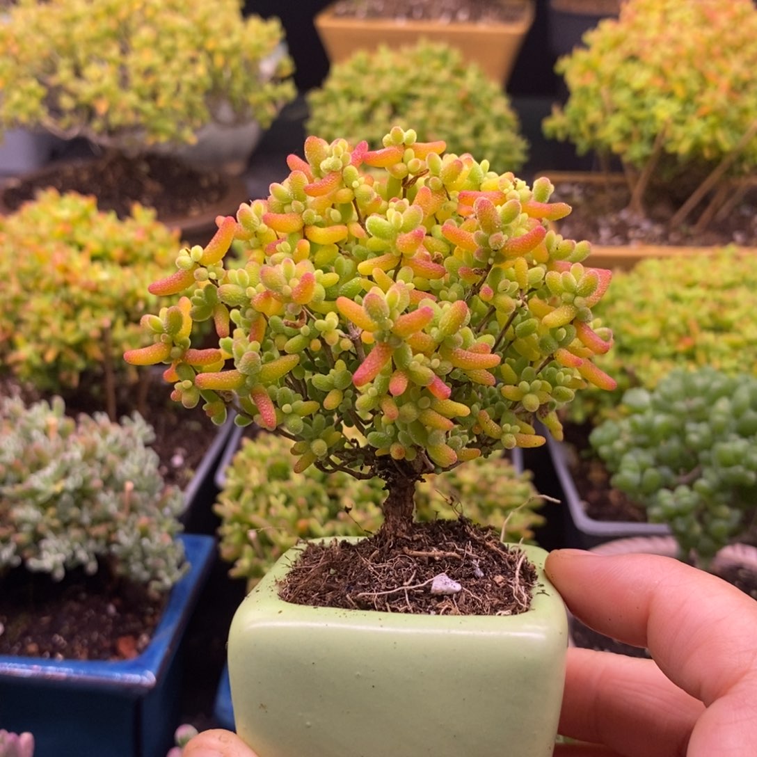 399金橘糖球带盆。   