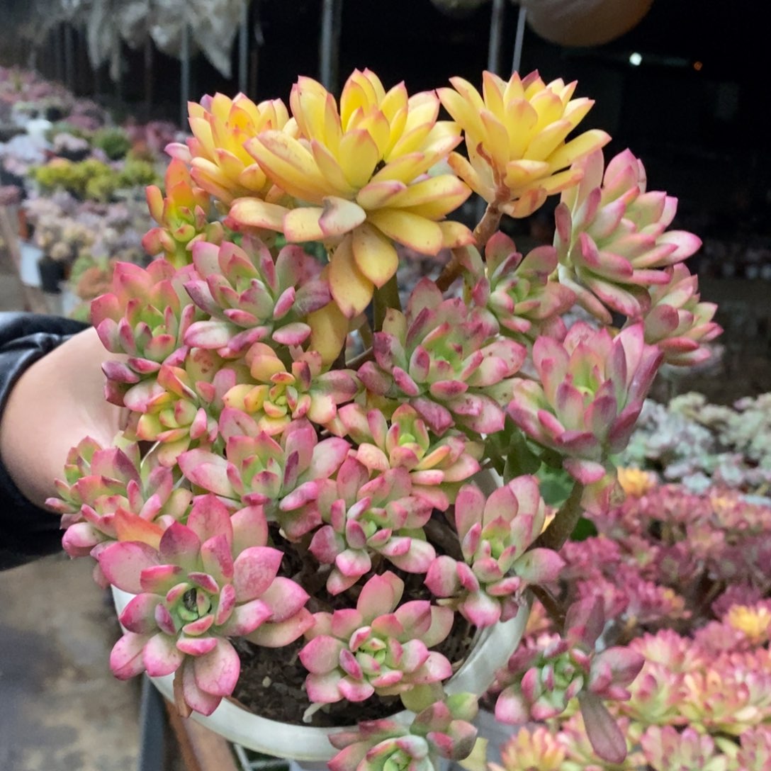 小叮当锦整桩无砍大盆