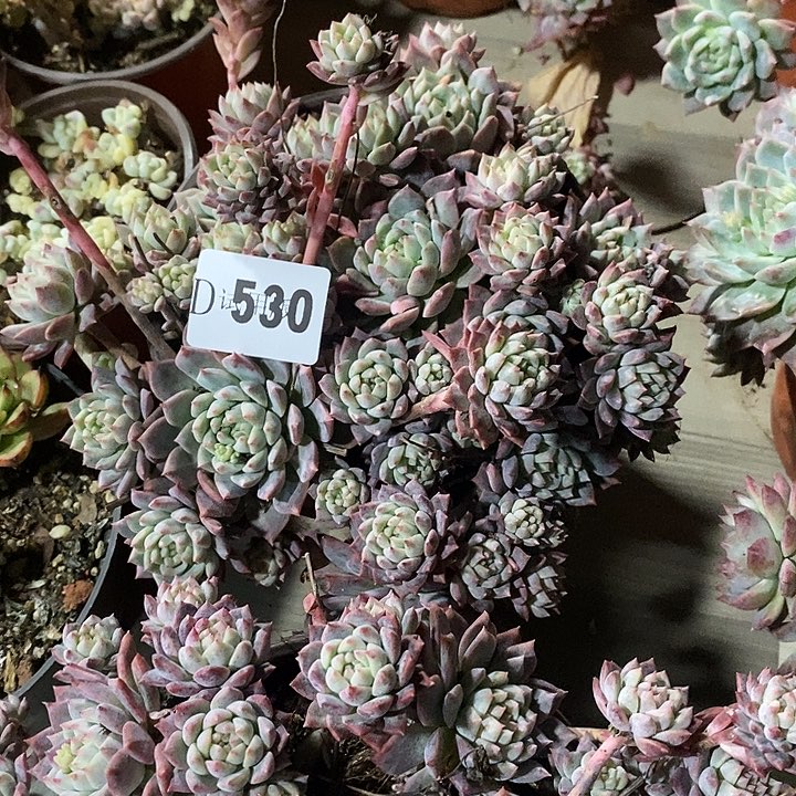 用***3530霜花多肉多肉植物