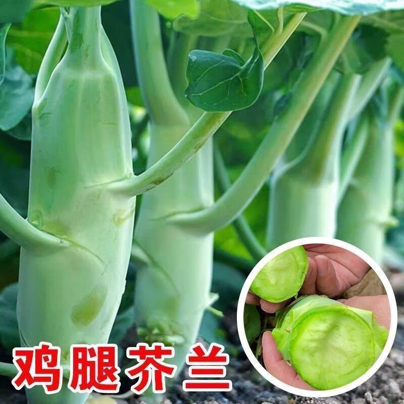 割完又长 鸡腿芥蓝芥兰菜苗脆甜可口芥兰菜脆甜四季芥兰