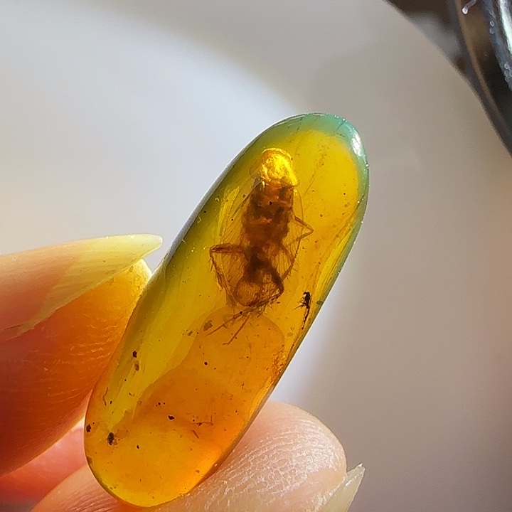 裸石琥珀未镶嵌虫珀标本