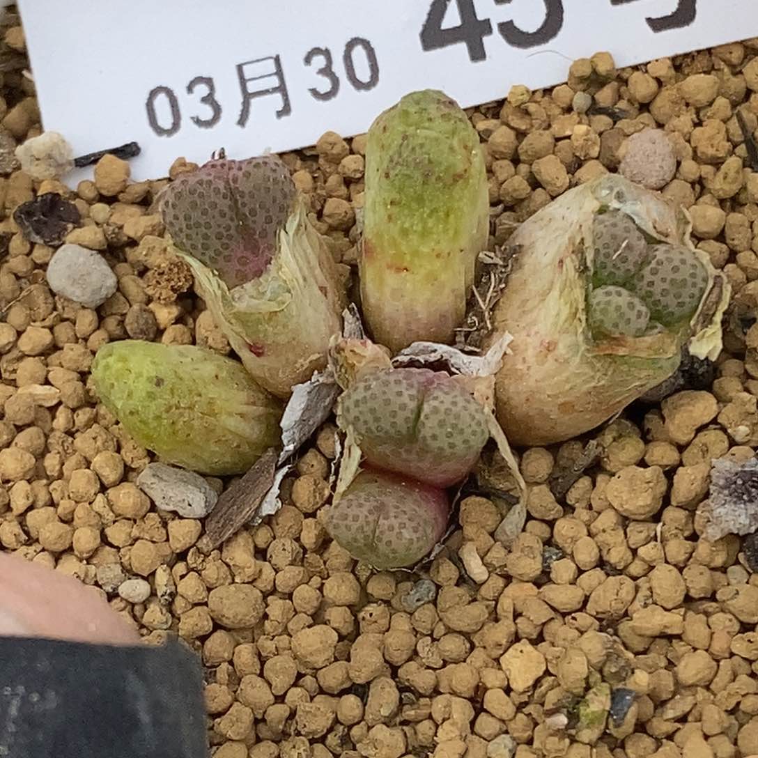 荔***冻桃喜花园0330-45斑马