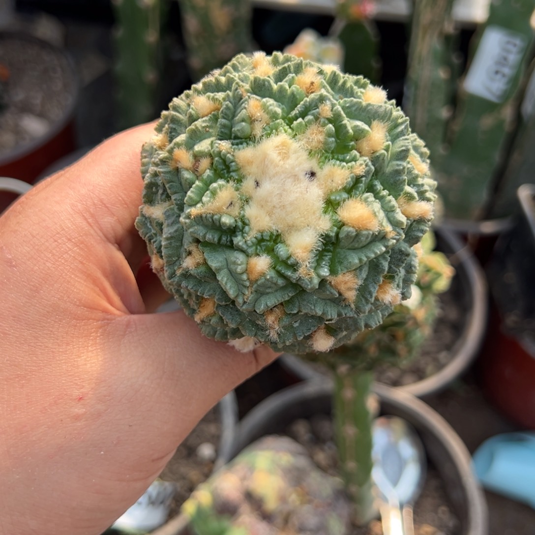 割优老龟甲牡丹仙人球 512