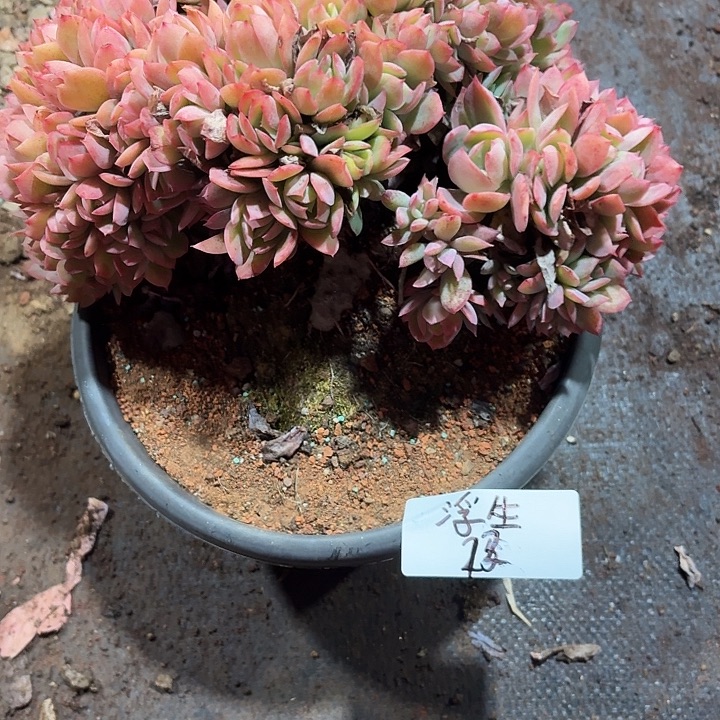 浮***梦多肉植物一物一拍浮生