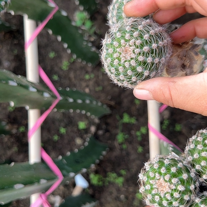 杏杏无跟侧芽三公分左右