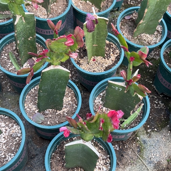 霞***51号037黄色重瓣8888