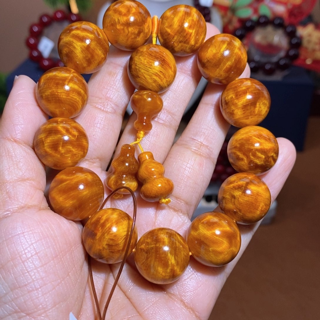 贝壳杉1.8爆满龙胆顶品