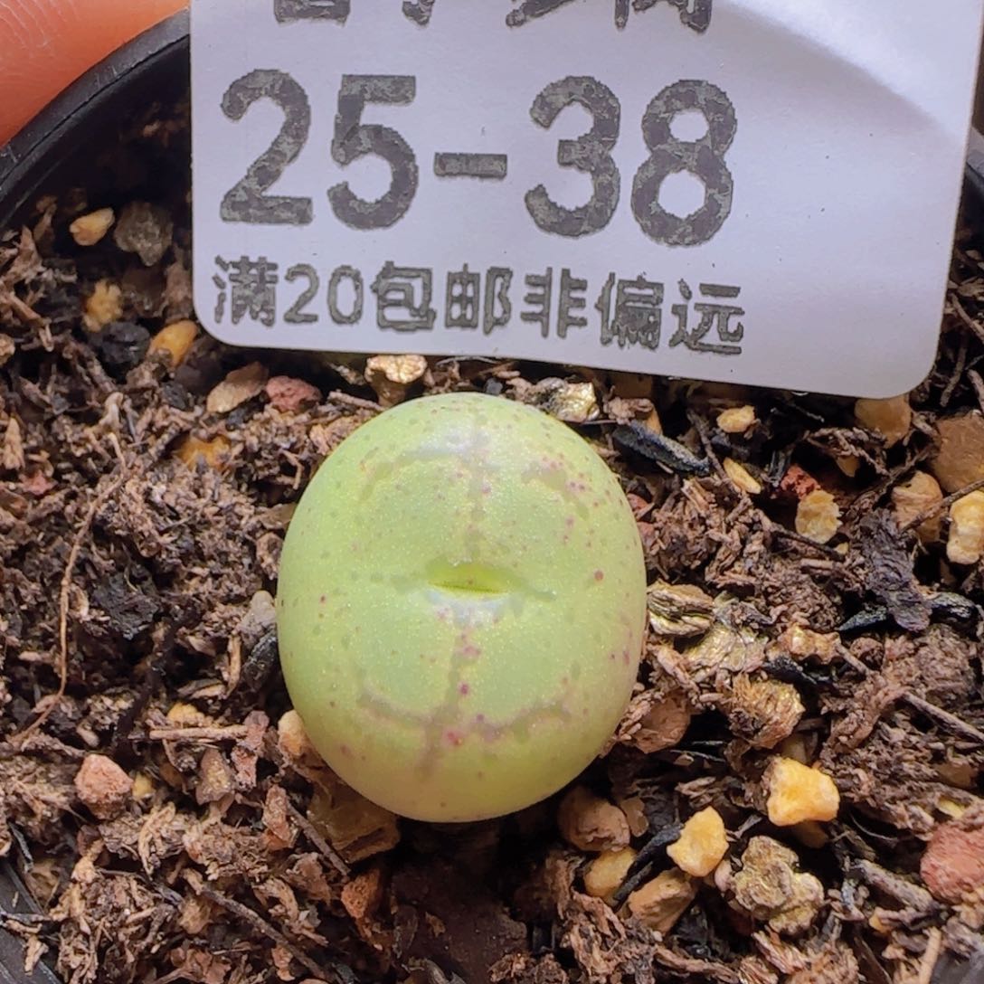 猴带盆土发货。          