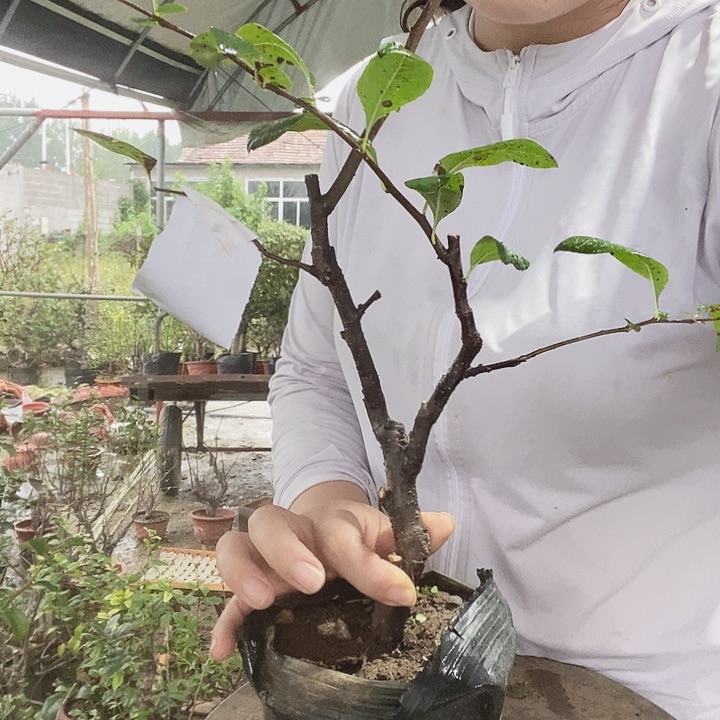 无花朵用****5大花彩玉1棵原生态