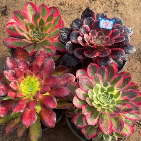 186多肉植物组合