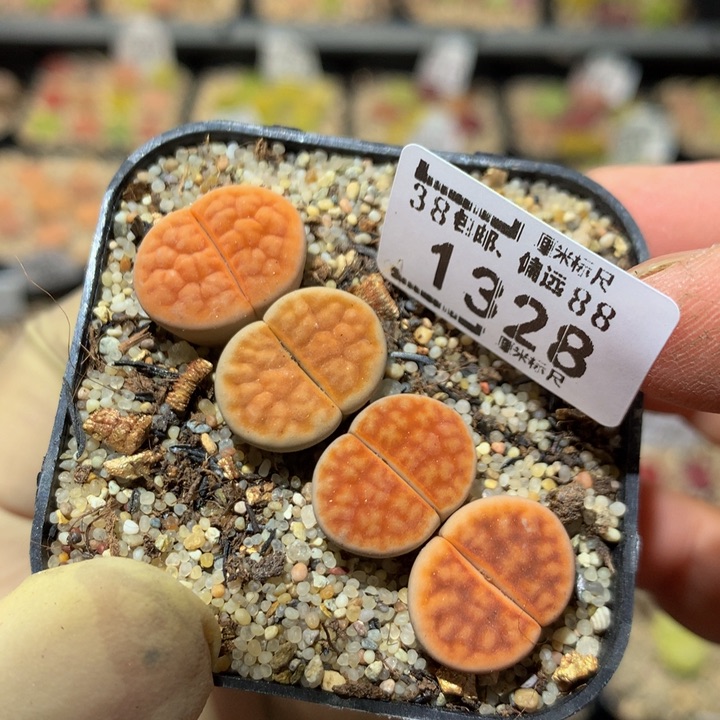 zzz精品生石花1328