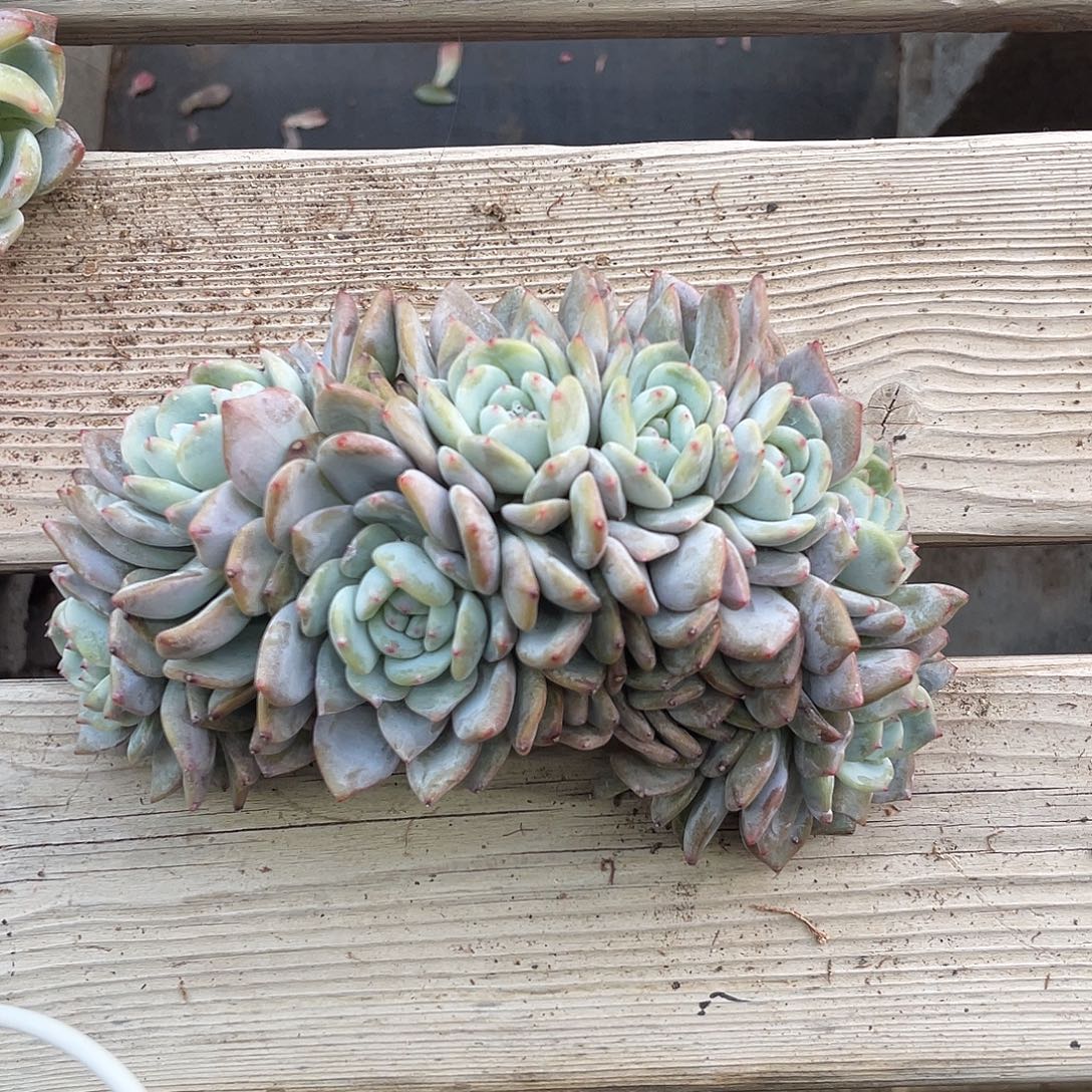 8头星影实生朵朵缀化