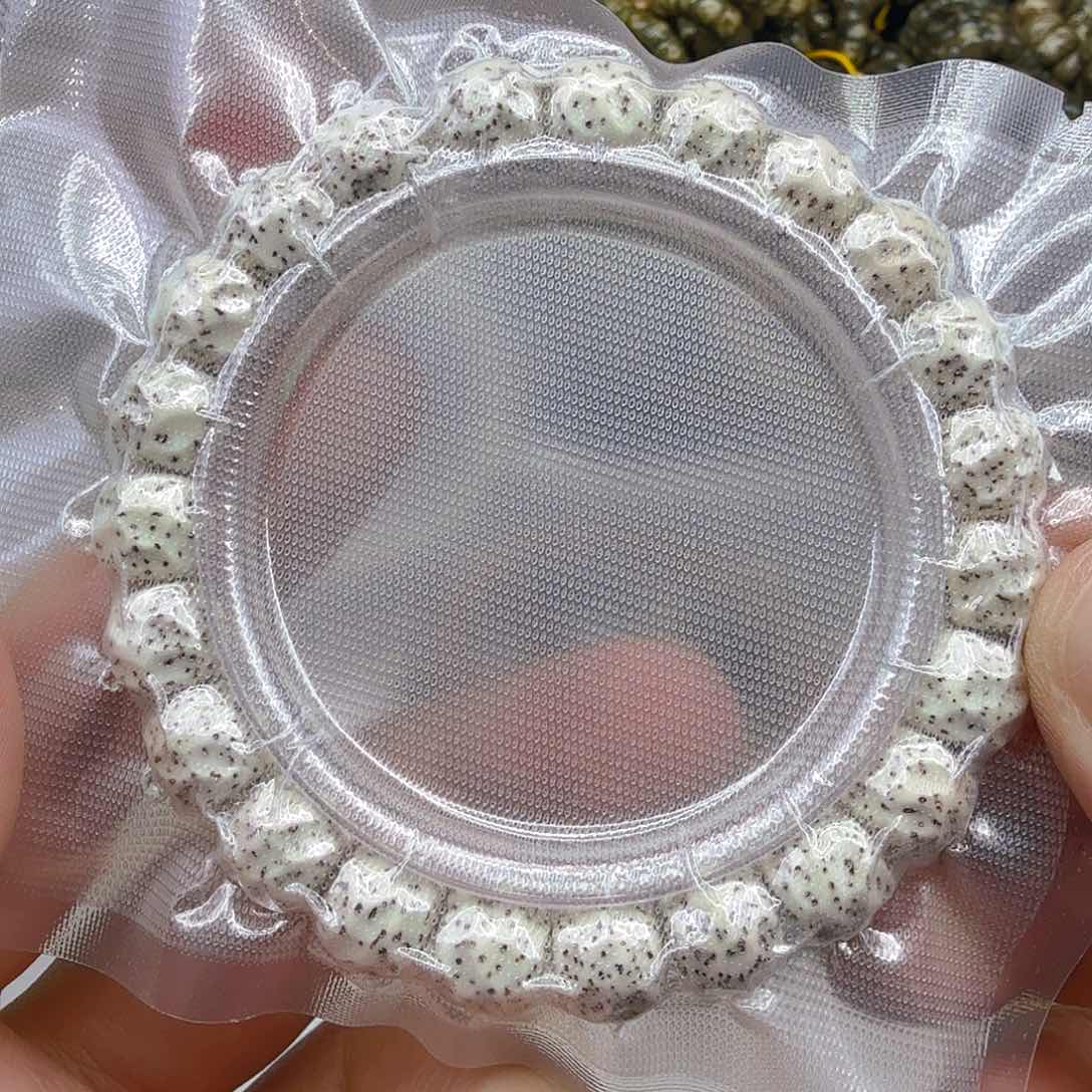 星月菩提手串18卓越原脂白星月菩提单圈无相1.0