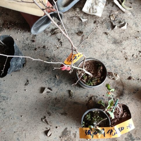 张***居完全开放天王老鸦柿