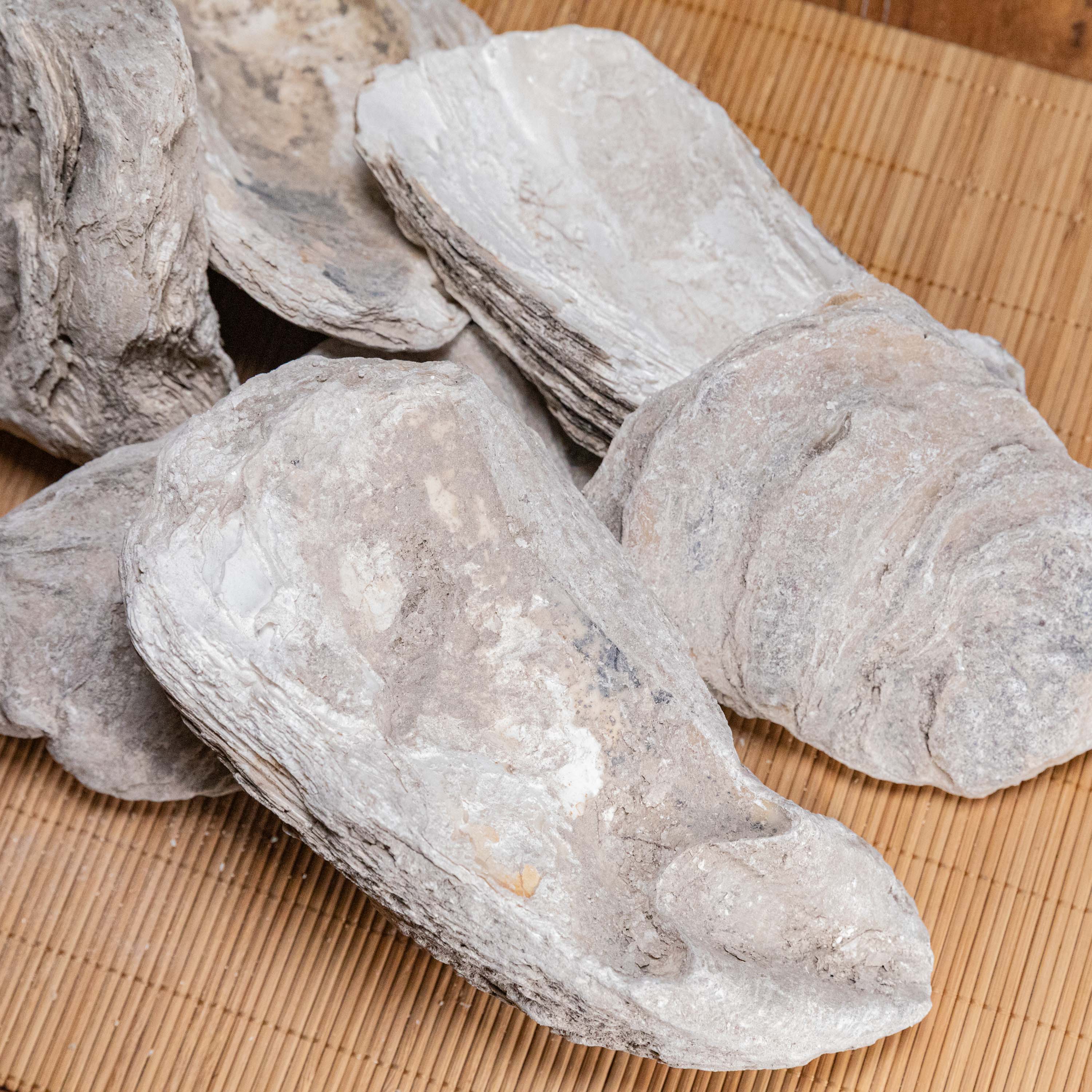 千年牡蛎 万年老牡蛎  桂枝牡蛎汤