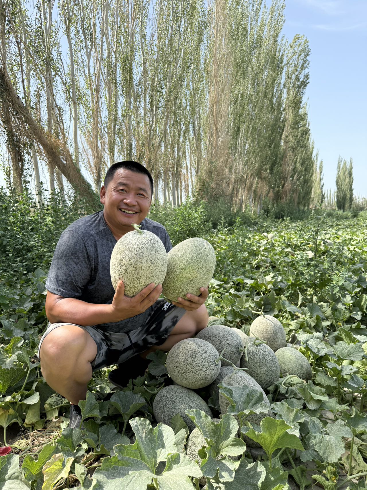 新疆尉犁县大峡谷甜瓜顺丰包邮