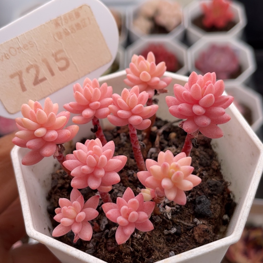 花团锦7215-5.5厘米散桩