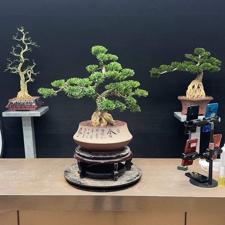 林***兄无花朵广东皱皮雀舌黄杨