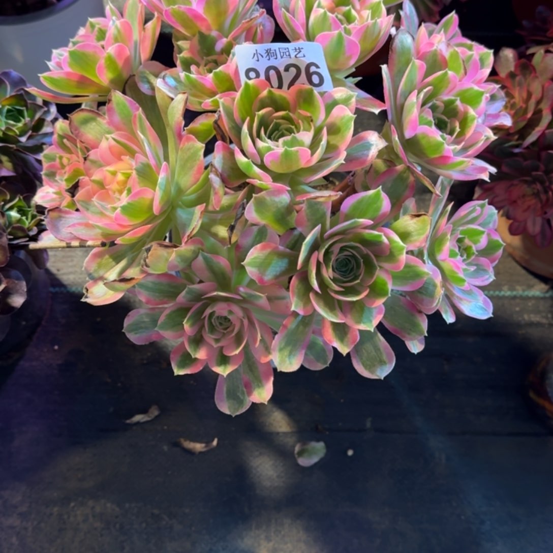 嗨胭脂血多肉植物8026