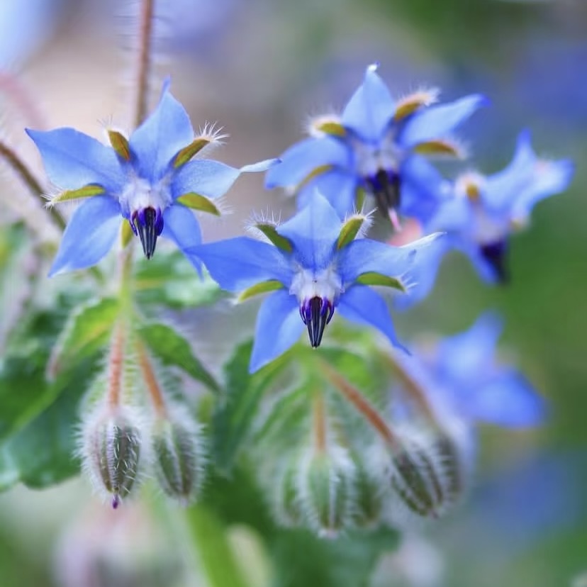 时令草花一盆（随机品种）