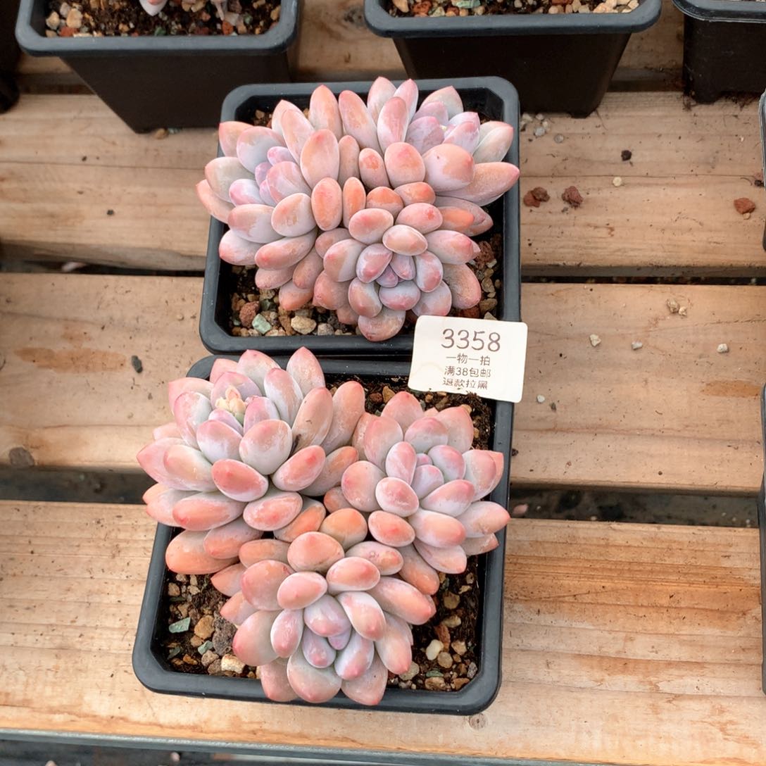 12厘米三头香水多肉两颗3358