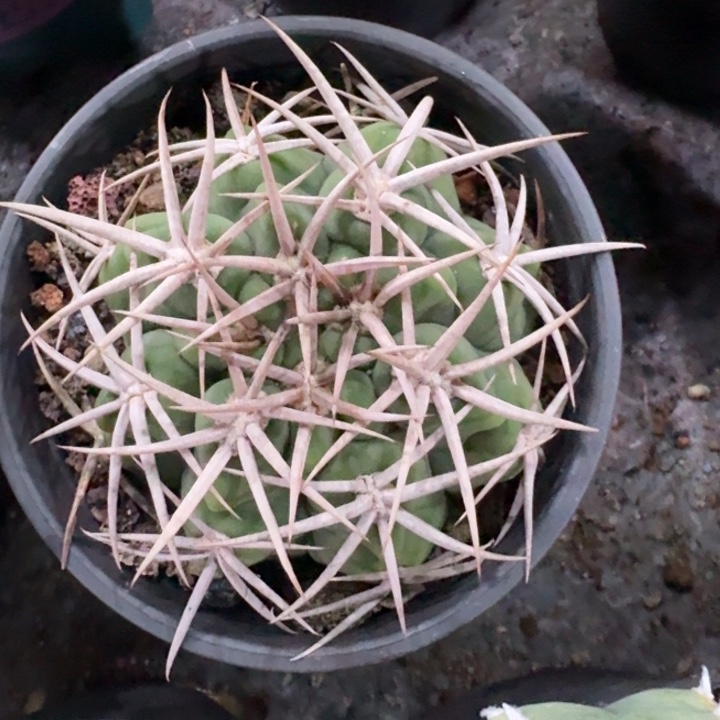 碧岩玉实生仙人球 