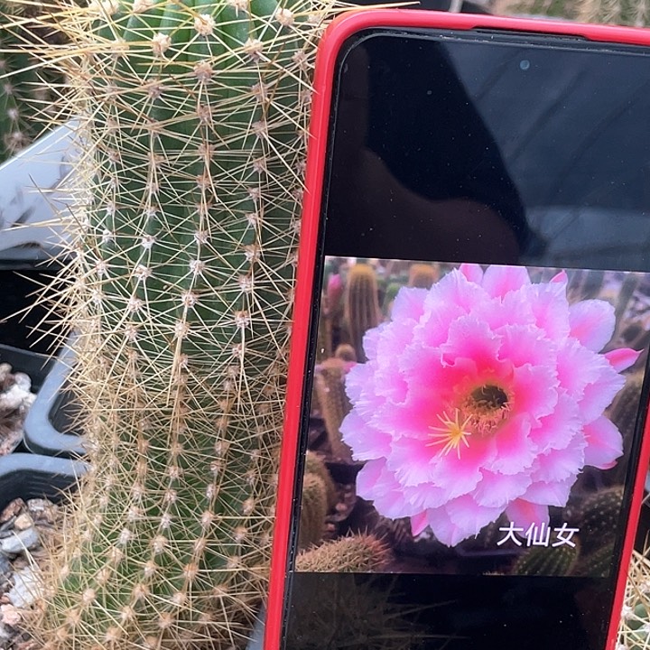 大仙女 有根高度15厘米左右