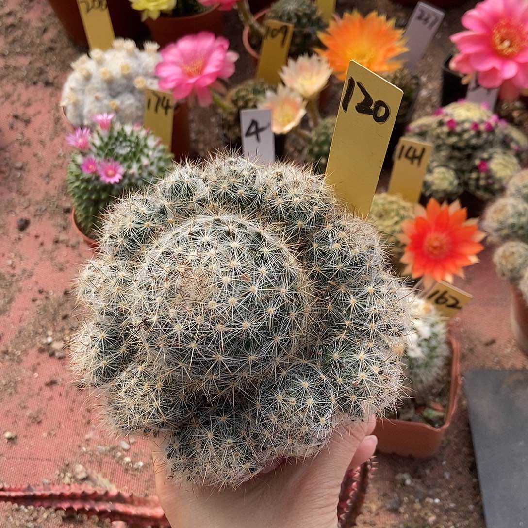 晗***！红花松霞仙人球球