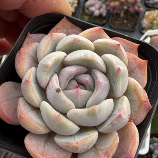 227夜莺多肉植物多