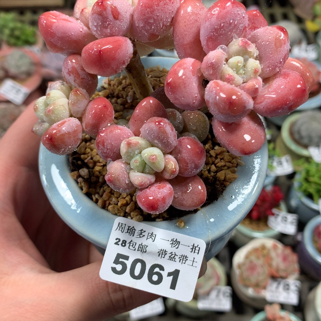5厘米盆精控多肉5061