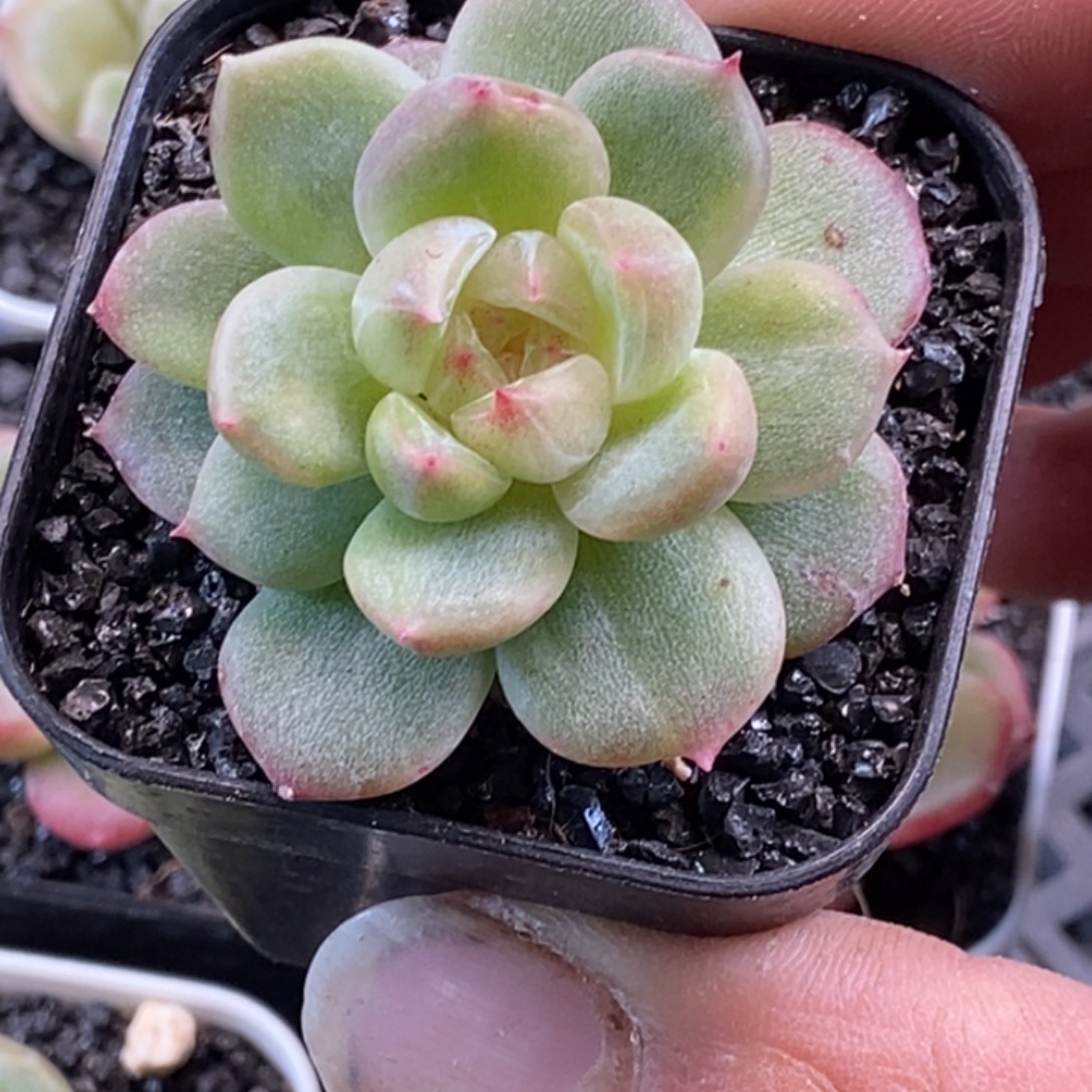 天官赐福百无禁忌