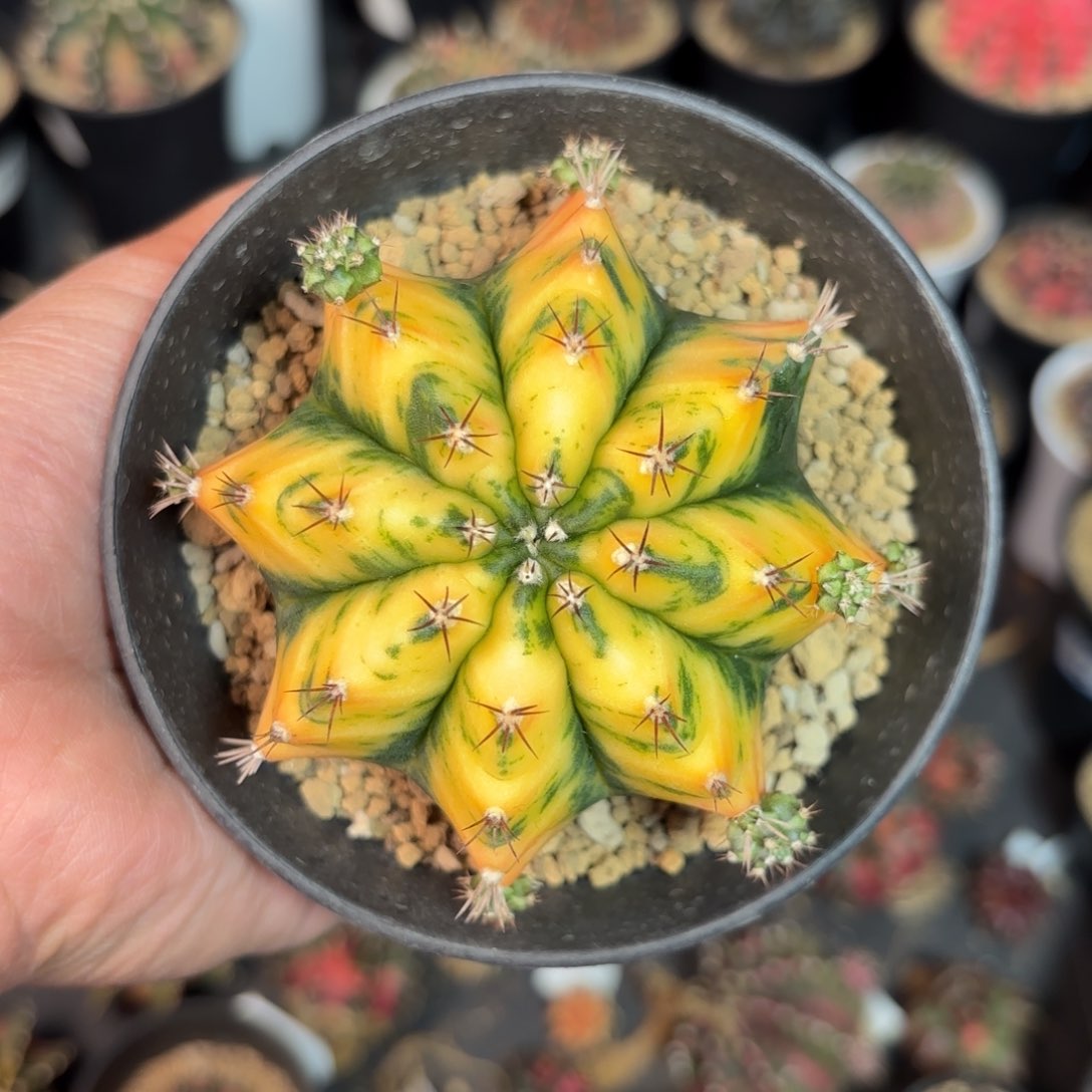 泰系实生米哈仙人球500