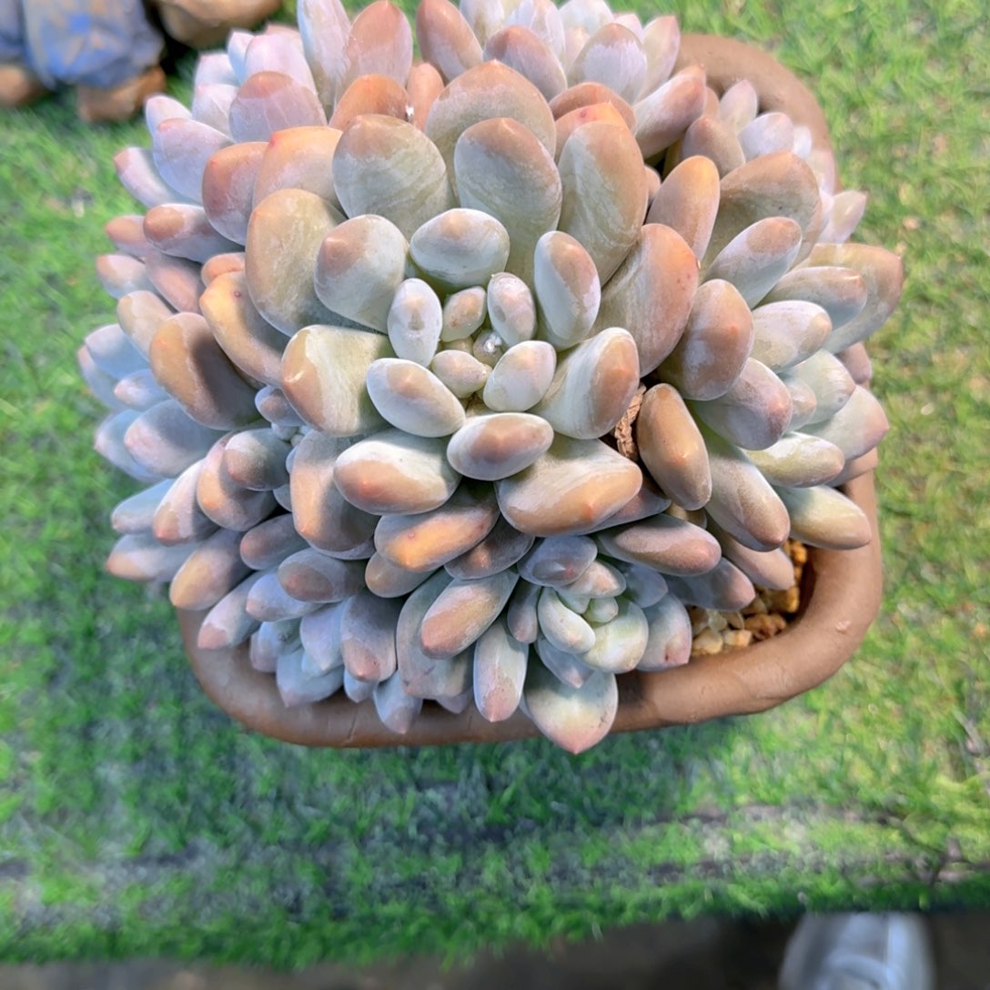 香水捧花米牙姐拍