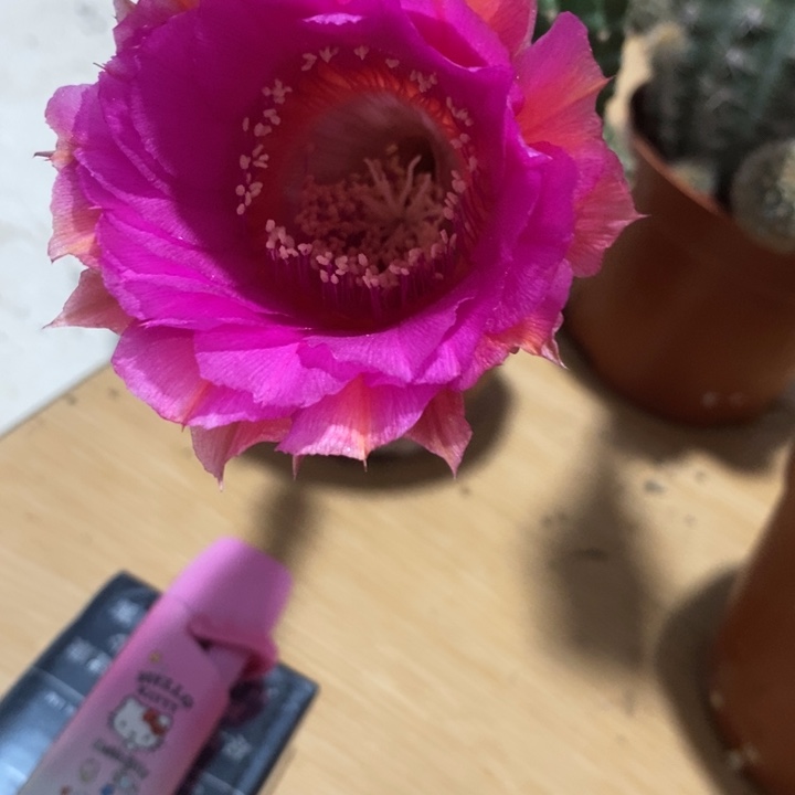 ?***?彩草仙人球系列