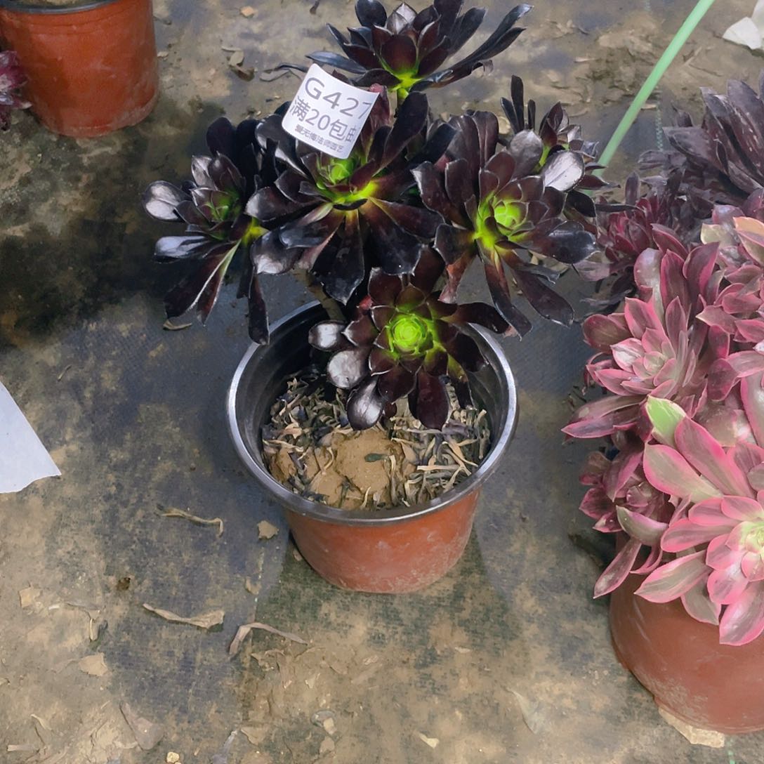 427黑法师多肉小损不包