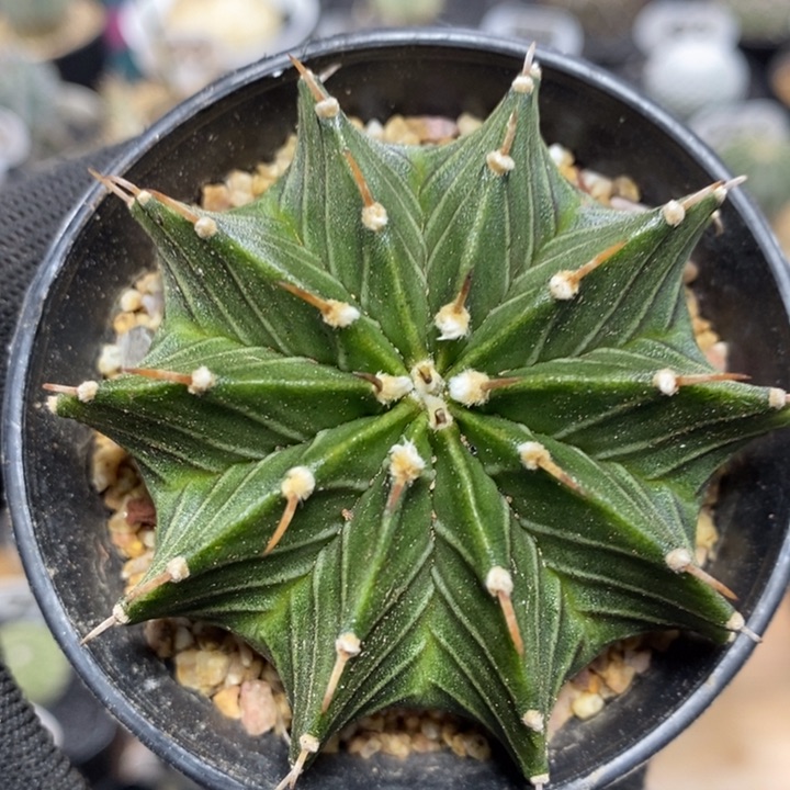 实生肋骨牡丹1007号6.5cm