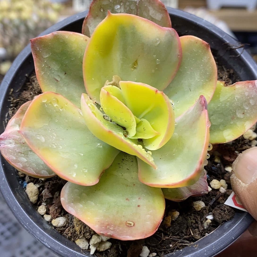 0161 秀妍黄覆轮锦