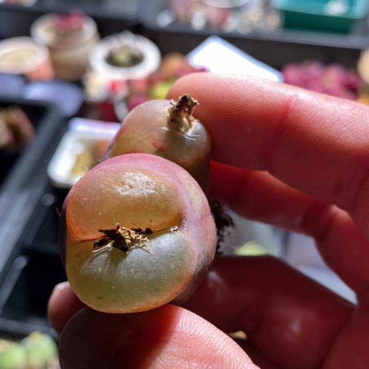 16265有伤一个一个