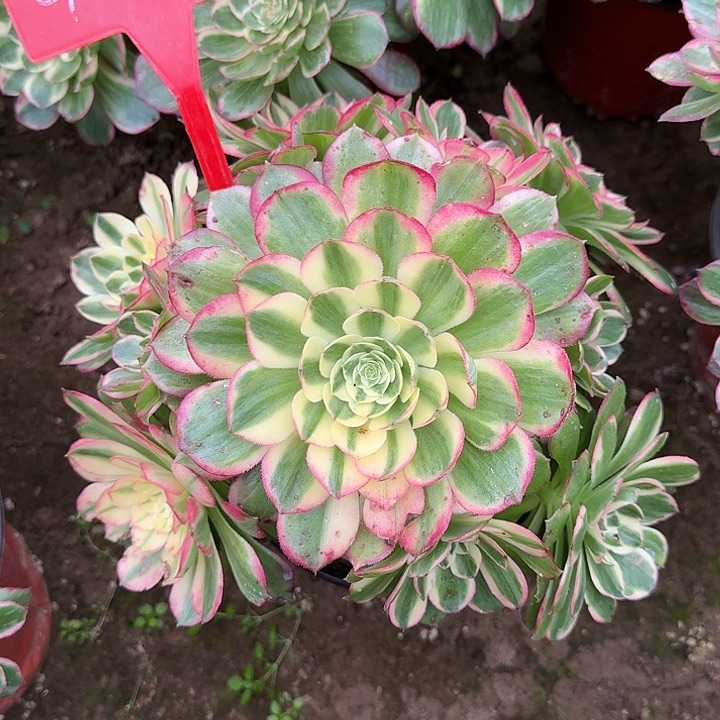 4-17海王多肉法师