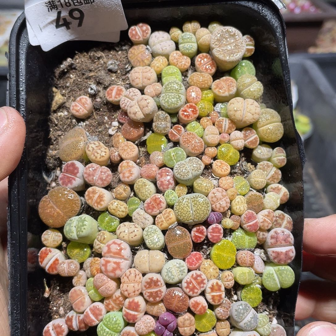 49当天凑满十八元包邮生石花