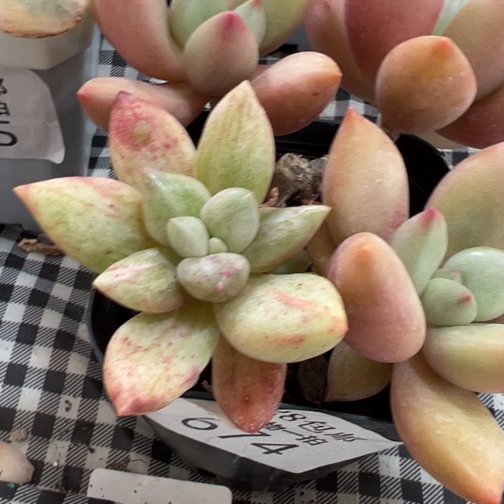 桃花源锦多肉植物589