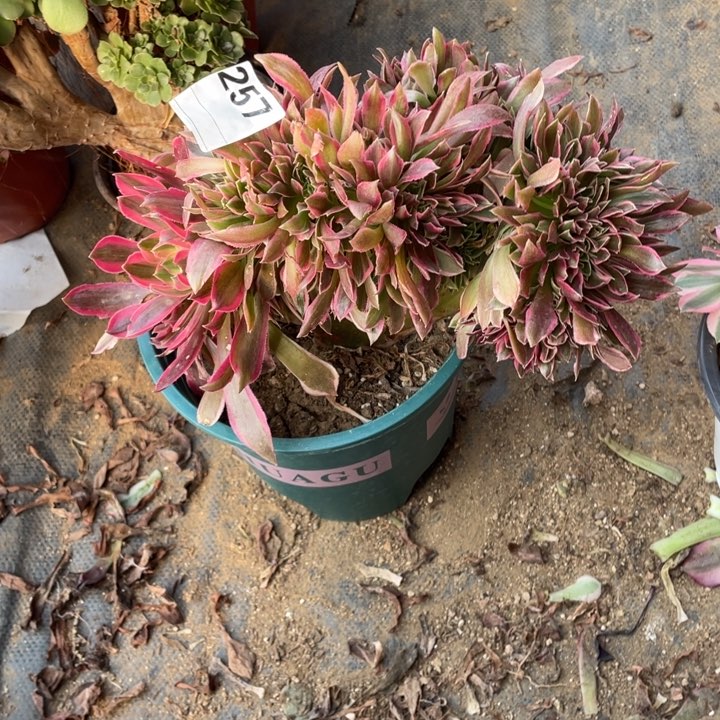 多肉女神缀化257