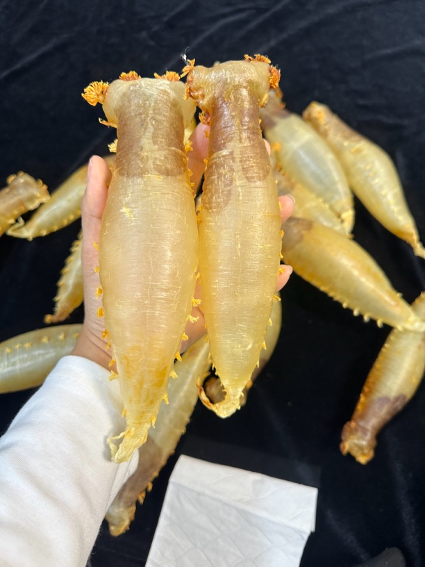 广东卿卿滋补批发，深海厚肉赤嘴筒，1-500