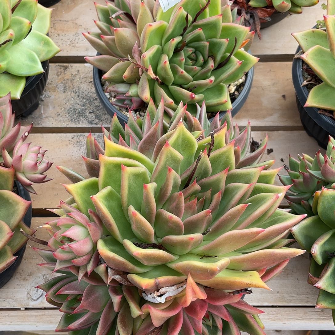 若如东云组拍E316