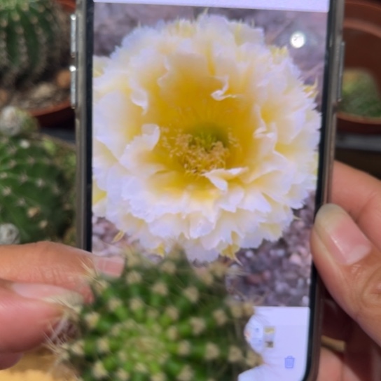 彩草牡丹3公分左右侧芽