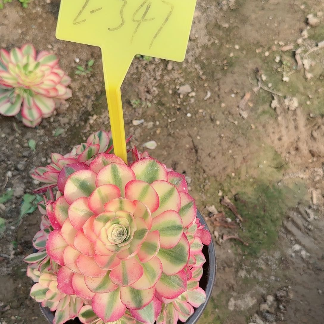 2-347--倾城之恋多头